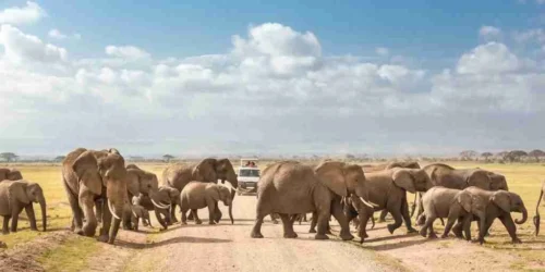 Kenya Family safaris Oltukai Lodge Amboseli National Park Adeli Kenya Safaris best Africa sustainable safari tour company in Kenya 2