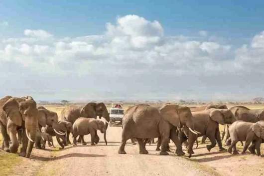 Kenya Family safaris Oltukai Lodge Amboseli National Park Adeli Kenya Safaris best Africa sustainable safari tour company in Kenya 2