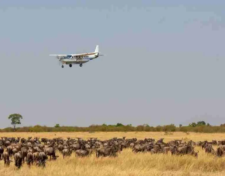 Kenya Flight safari tours   Adeli Kenya Safaris   best Africa sustainable safari tour company in Kenya (1)