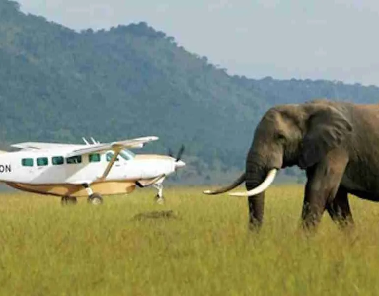 Kenya Flight safari tours   Adeli Kenya Safaris   best Africa sustainable safari tour company in Kenya (3)