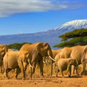 Kenya photographic safaris Amboseli National Park Adeli Kenya Safaris best Africa sustainable safari tour company in Kenya