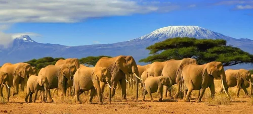 Kenya photographic safaris   Amboseli National Park   Adeli Kenya Safaris   best Africa sustainable safari tour company in Kenya