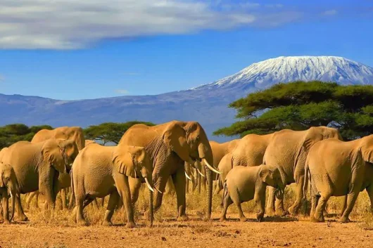 Kenya photographic safaris Amboseli National Park Adeli Kenya Safaris best Africa sustainable safari tour company in Kenya