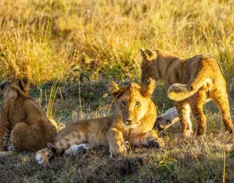 Kenya wildlife safaris Adeli Kenya Safaris best Africa sustainable safari tour company in Kenya (1)