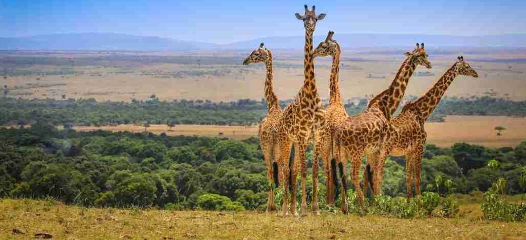 Kenya wildlife safaris   Adeli Kenya Safaris   best Africa sustainable safari tour company in Kenya (2)