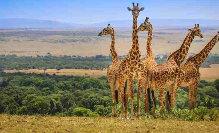 Kenya wildlife safaris Adeli Kenya Safaris best Africa sustainable safari tour company in Kenya (2)
