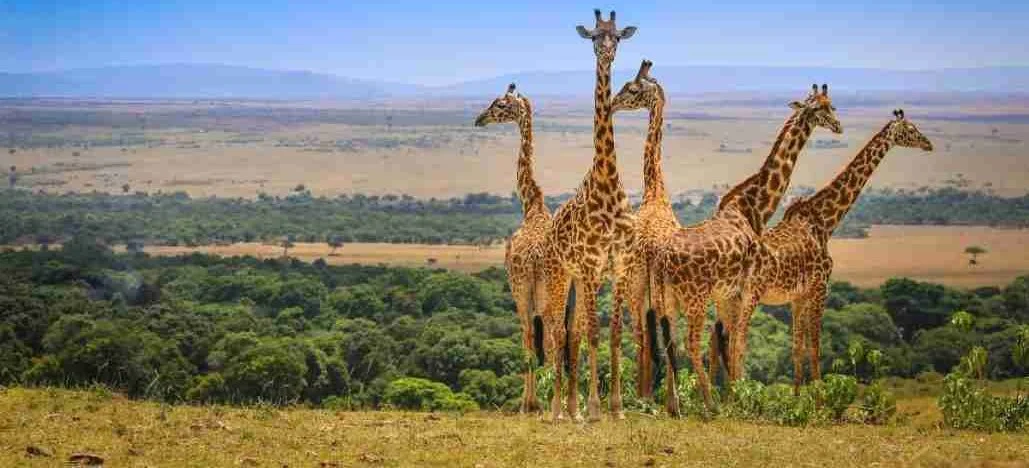 Kenya wildlife safaris Adeli Kenya Safaris best Africa sustainable safari tour company in Kenya (2)