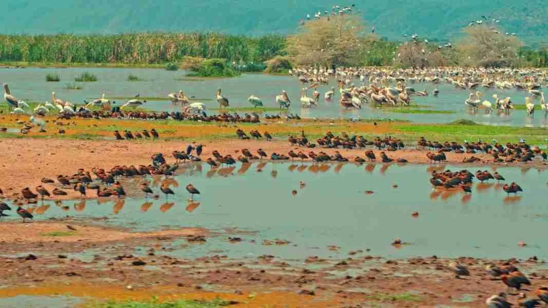 Lake Manyara National Park Tanzania luxury safaris Adeli Kenya Safaris best Africa sustainable safari tour company in Kenya