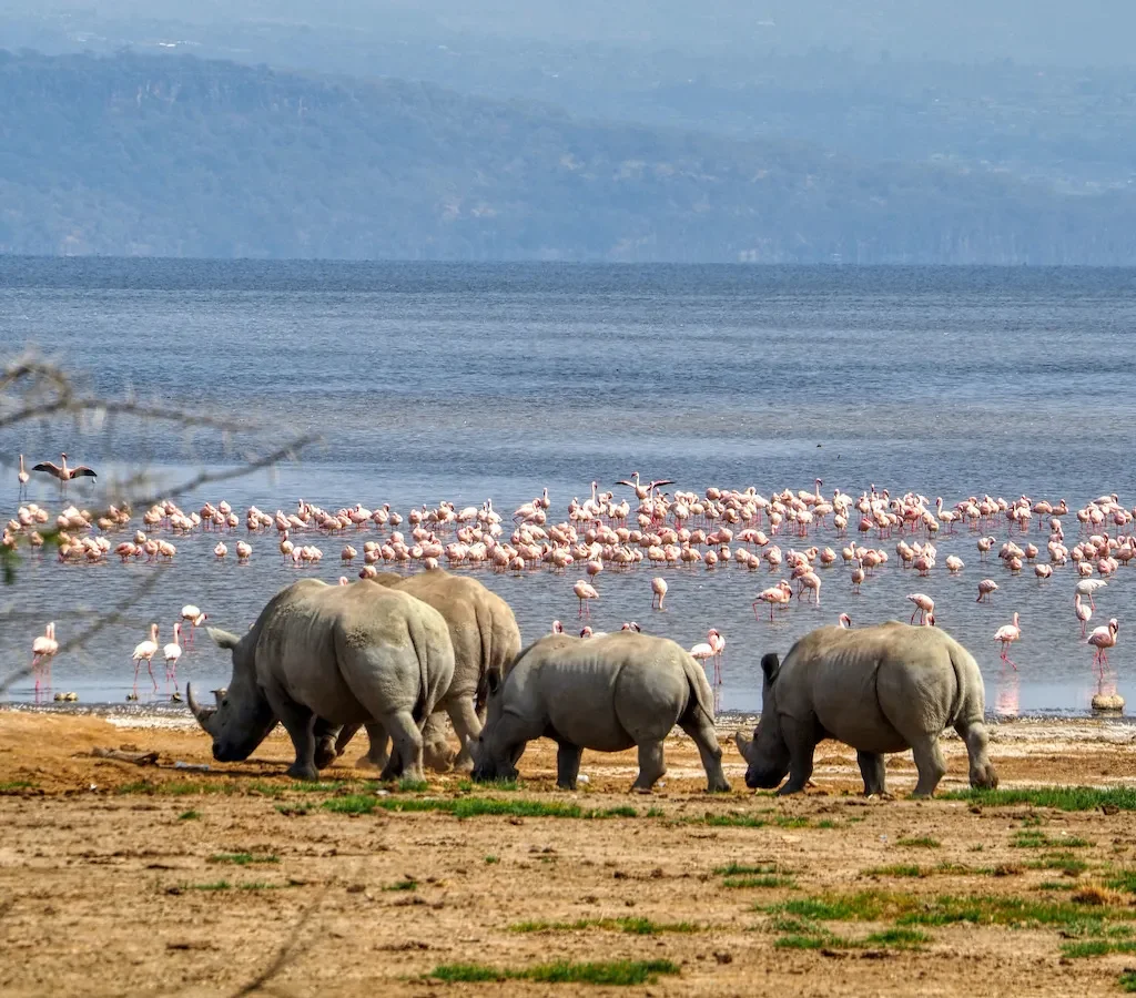 Lake Nakuru National Park Kenya   best place to see rhinos and flamingos  Adeli Kenya Safaris   best Africa sustainable safari tour company in Kenya