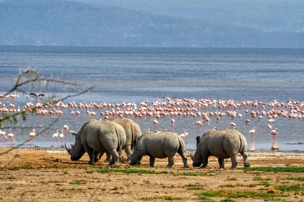 Lake Nakuru National Park Kenya best place to see rhinos and flamingos Adeli Kenya Safaris best Africa sustainable safari tour company in Kenya