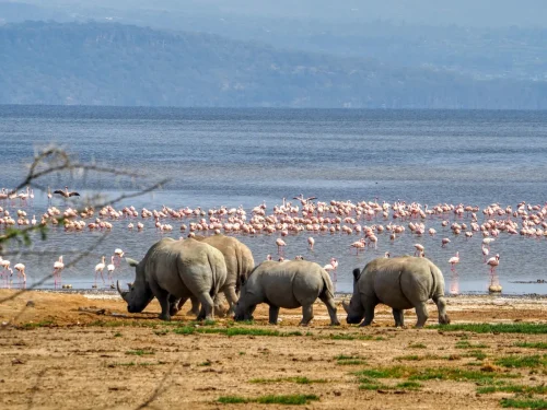 Lake Nakuru National Park Kenya   best place to see rhinos and flamingos  Adeli Kenya Safaris   best Africa sustainable safari tour company in Kenya