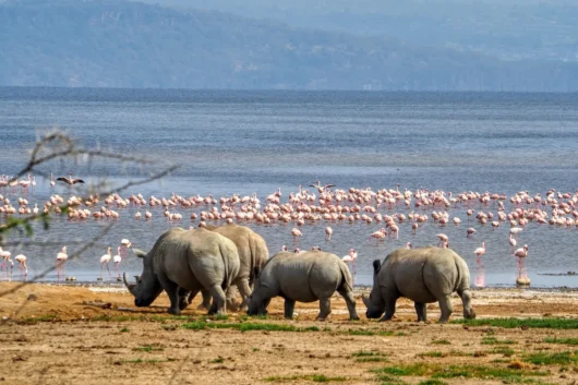 Tours 31 Lake Nakuru National Park Kenya best place to see rhinos and flamingos Adeli Kenya Safaris best Africa sustainable safari tour company in Kenya