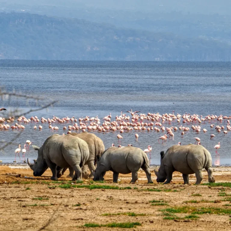 Lake Nakuru National Park Kenya   best place to see rhinos and flamingos  Adeli Kenya Safaris   best Africa sustainable safari tour company in Kenya