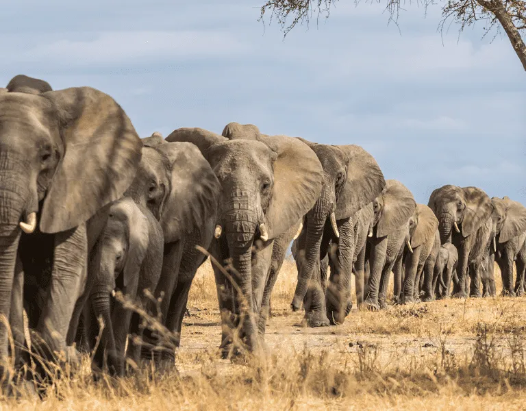 Large herds of elephants   Tarangire National Park   Adeli Kenya Safaris   best Africa sustainable safari tour company in Kenya