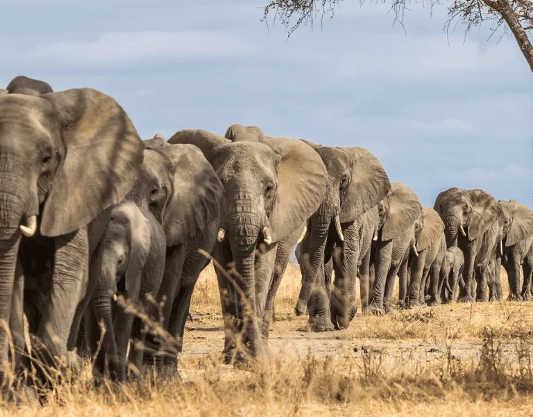 Large herds of elephants Tarangire National Park Adeli Kenya Safaris best Africa sustainable safari tour company in Kenya