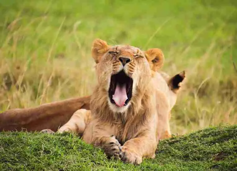 Lion   Kenya Safari tours   Adeli Kenya Safaris   best Africa sustainable safari tour company in Kenya