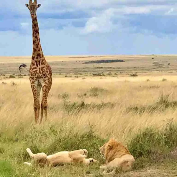 Lion giraffe Serengeti National Park Tanzania Adeli Kenya Safaris best Africa sustainable safari tour company in Kenya