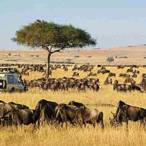 Masai Mara Kenya best Kenya wildlife wildebeest Migration safari tour.jpg