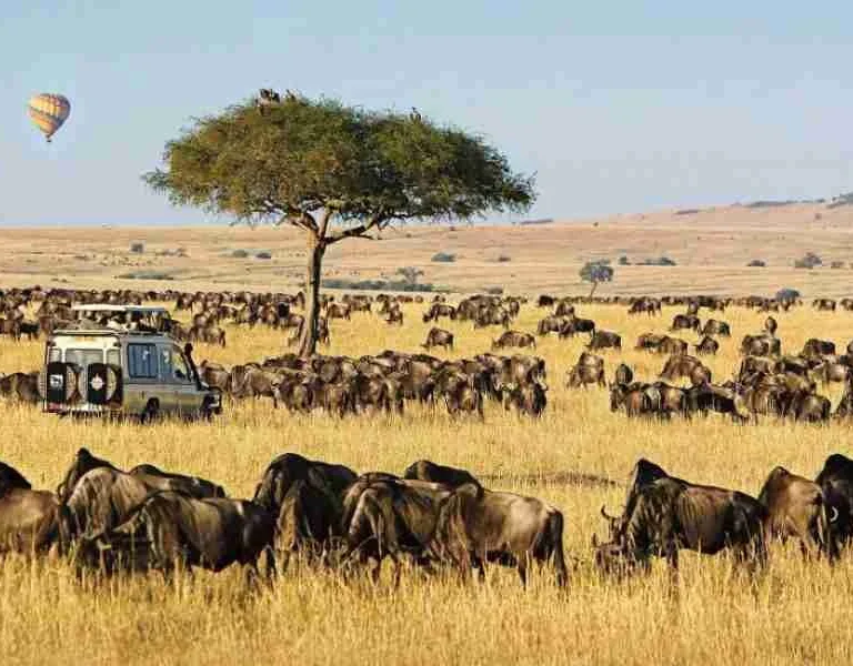 Masai Mara Kenya best Kenya wildlife wildebeest Migration safari tour.jpg