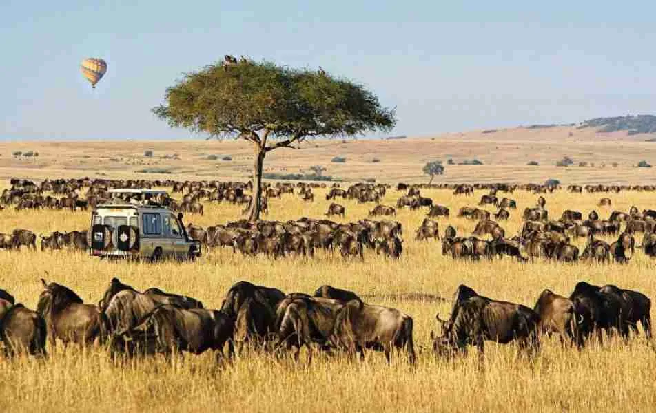 Kenya safaris : Masai Mara Kenya best Kenya wildlife wildebeest Migration safari tour.jpg