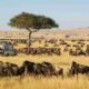 Masai Mara Kenya best Kenya wildlife & wildebeest Migration safari tours. Book Adeli Kenya Safaris - the best Africa sustainable safari tour company in Kenya