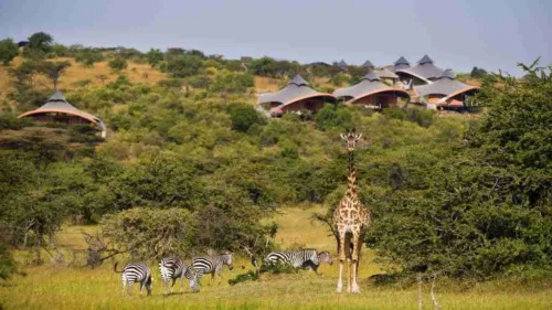 Masai Mara Mahali Mzuri Camp Adeli Kenya Safaris best Africa sustainable safari tour company in Kenya