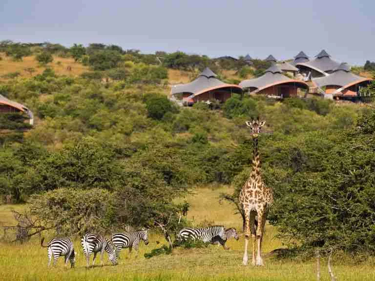 Masai Mara Mahali Mzuri Camp Adeli Kenya Safaris best Africa sustainable safari tour company in Kenya