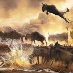 Masai Mara wildebeest migration Kenya safari tours   Adeli Kenya Safaris   best Africa sustainable safari tour company in Kenya