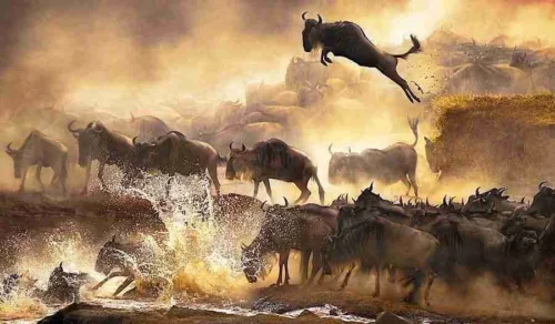 Masai Mara wildebeest migration Kenya safari tours Adeli Kenya Safaris best Africa sustainable safari tour company in Kenya