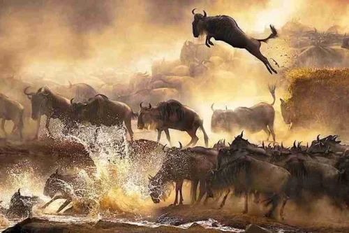 Masai Mara wildebeest migration Kenya safari tours Adeli Kenya Safaris best Africa sustainable safari tour company in Kenya