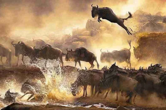 Tours 28 Masai Mara wildebeest migration Kenya safari tours Adeli Kenya Safaris best Africa sustainable safari tour company in Kenya
