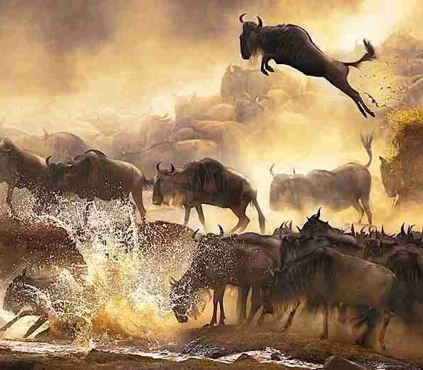 Masai Mara wildebeest migration Kenya safari tours Adeli Kenya Safaris best Africa sustainable safari tour company in Kenya