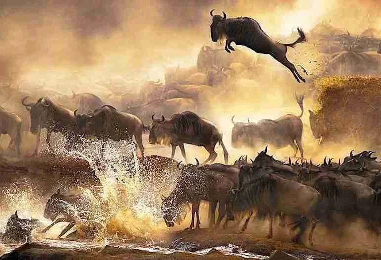 Masai Mara wildebeest migration Kenya safari tours Adeli Kenya Safaris best Africa sustainable safari tour company in Kenya