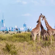 Nairobi National Park Kenya