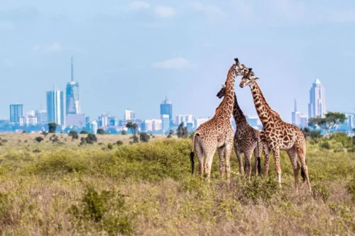 Nairobi National Park Kenya