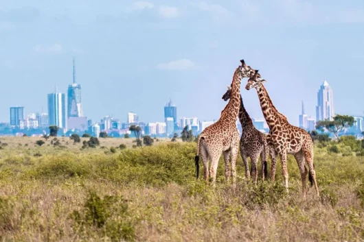 Nairobi National Park Kenya