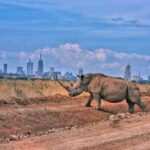 Nairobi National Park day excursion safari best things to do in Nairobi Adeli Kenya Safaris best Africa sustainable safari tour company in Kenya