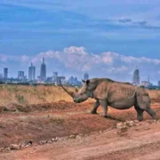 Nairobi National Park day excursion safari best things to do in Nairobi Adeli Kenya Safaris best Africa sustainable safari tour company in Kenya