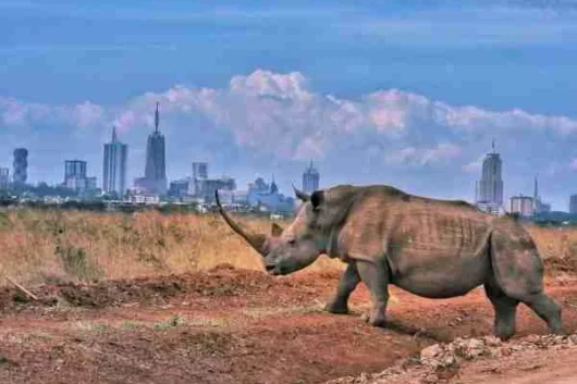 Nairobi National Park day excursion safari best things to do in Nairobi Adeli Kenya Safaris best Africa sustainable safari tour company in Kenya