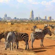 Nairobi National park excursion Adeli Kenya Safaris best Africa sustainable safari tour company in Kenya 2