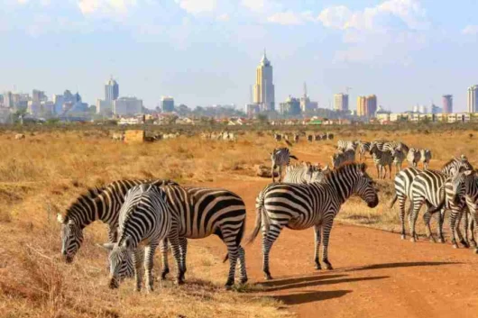 Nairobi National park excursion Adeli Kenya Safaris best Africa sustainable safari tour company in Kenya 2