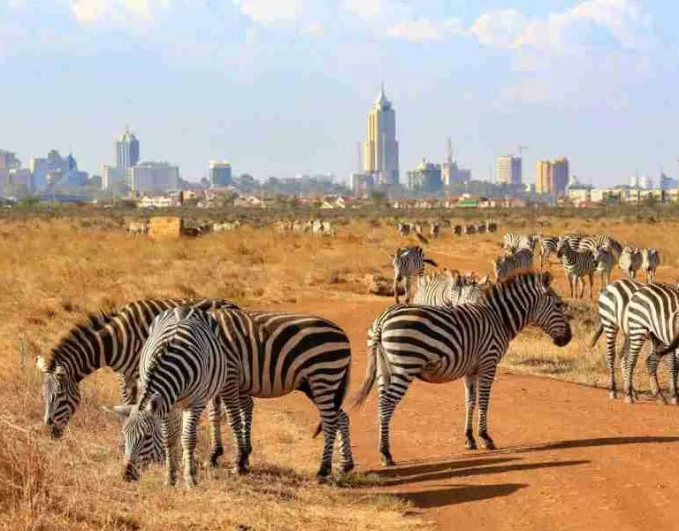 Nairobi National park excursion   Adeli Kenya Safaris   best Africa sustainable safari tour company in Kenya 2