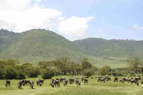 Tanzania Road safaris