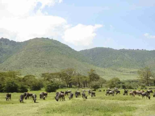 Tanzania Road safaris