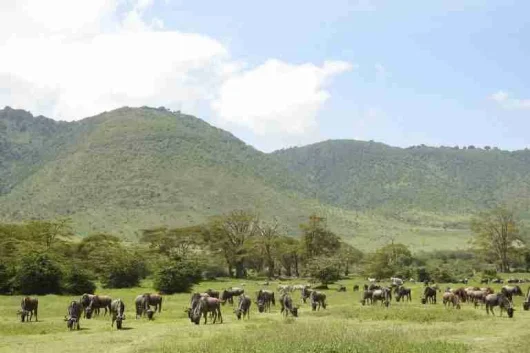 Tanzania Road safaris