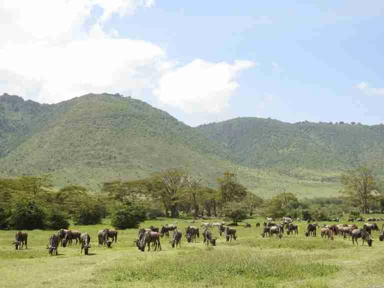 Ngorongoro Crater Tanzania Africa safari tours in Tanzania Adeli Kenya Safaris best Africa sustainable safari tour company in Kenya