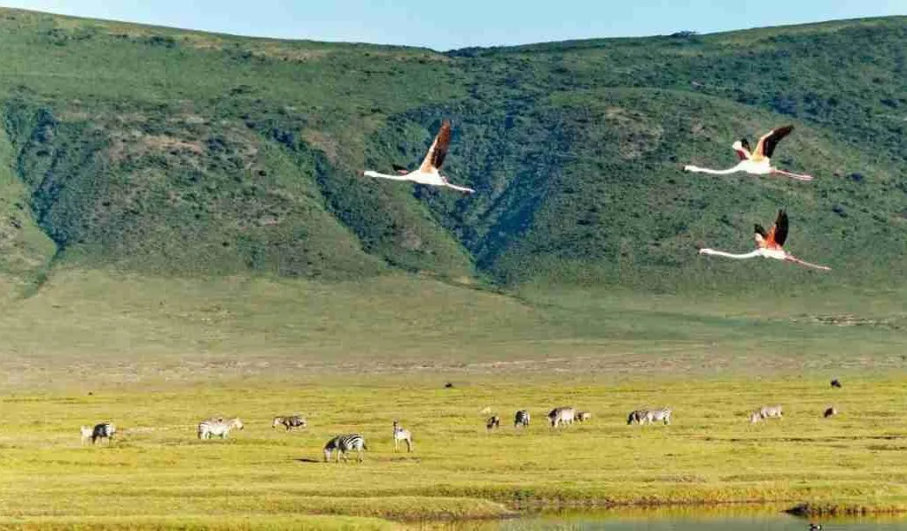 Ngorongoro Crater Tanzania birdlife  Adeli Kenya Safaris   best Africa sustainable safari tour company in Kenya