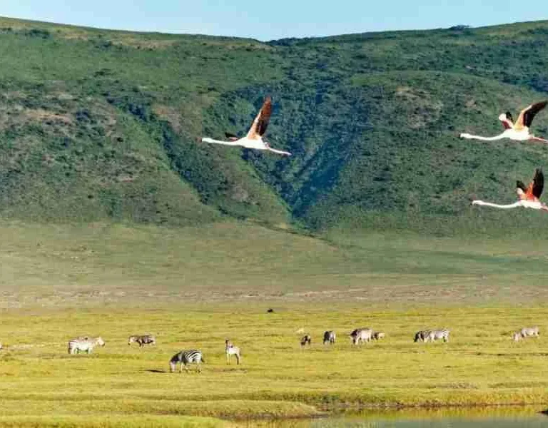 Ngorongoro Crater Tanzania birdlife Adeli Kenya Safaris best Africa sustainable safari tour company in Kenya