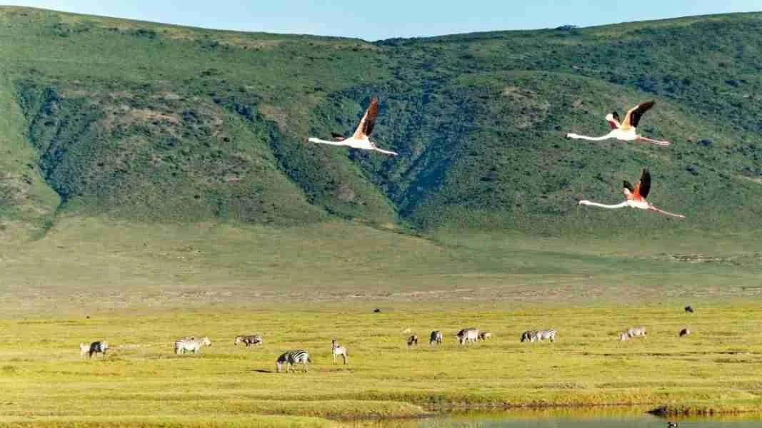 Ngorongoro Crater Tanzania birdlife Adeli Kenya Safaris best Africa sustainable safari tour company in Kenya