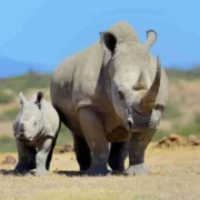 Ol Pejeta Conservancy Kenya conservation safari tour Adeli Kenya Safaris best Africa sustainable safari tour company in Kenya